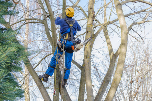 Reliable Lebanon, IN Tree Care Solutions